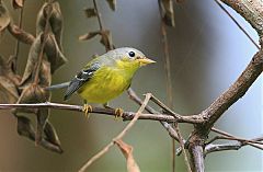 Magnolia Warbler